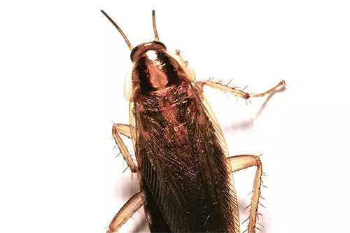 Cockroach photo at Virginia Wildlife Removal Services pest control services page