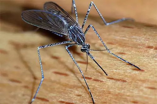 Mosquito photo at Virginia Wildlife Removal Services pest control services page