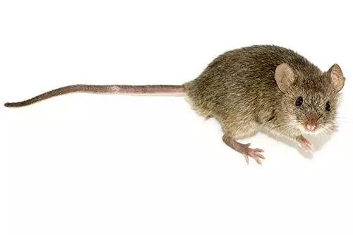 Mouse photo at Virginia Wildlife Removal Services pest control services page