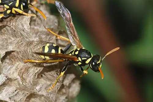 Wasp photo at Virginia Wildlife Removal Services pest control services page