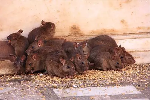 Rat photo at Virginia Wildlife Removal Services pest control services page
