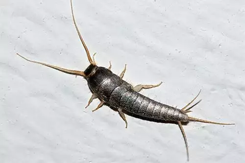 Silverfish photo at Virginia Wildlife Removal Services pest control services page