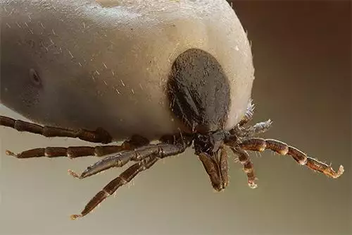 Tick photo at Virginia Wildlife Removal Services pest control services page