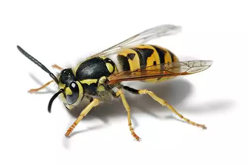 Yellow Jacket photo at Virginia Wildlife Removal Services pest control services page