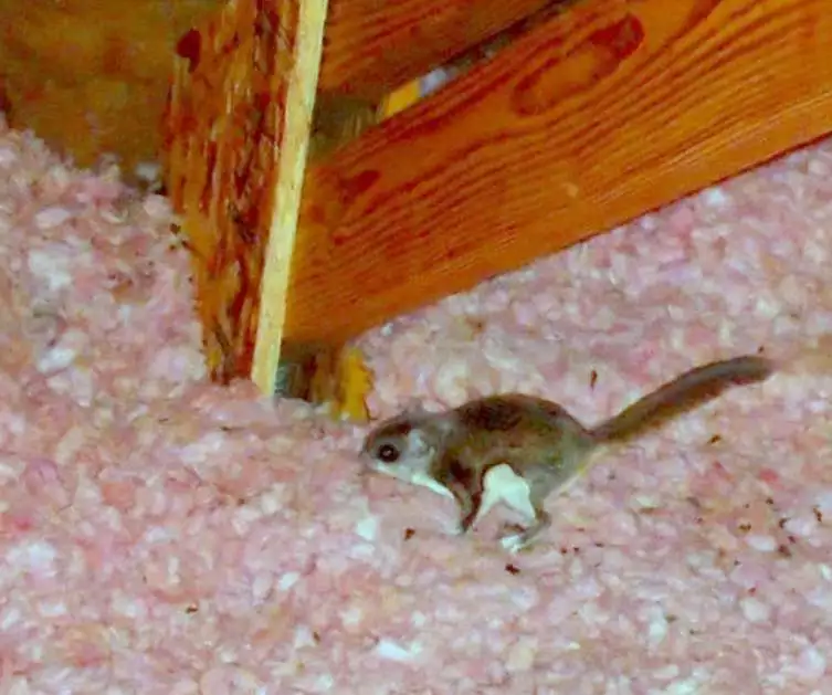 Flying Squirrel Removal in VA - Get Rid of Flying Squirrels in Attic