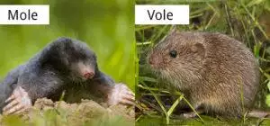 moles vs voles