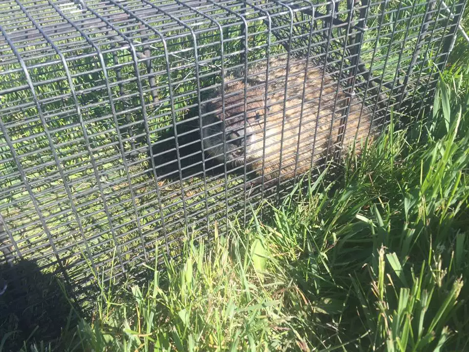 groundhog control