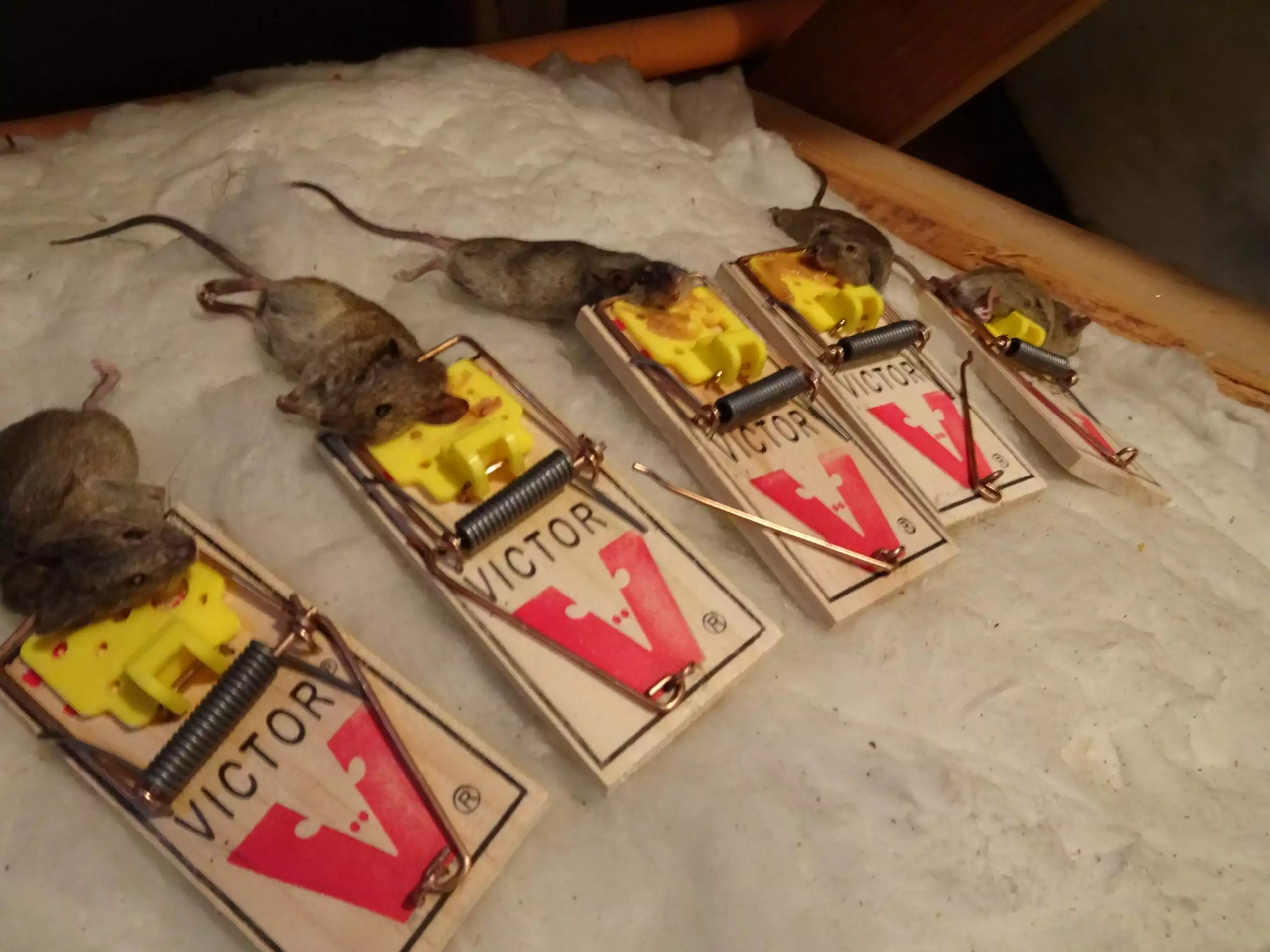 BEWARE! RAT/MOUSE AND SNAIL/SLUG BAIT POISONINGS - Mira Mar Veterinary  Hospital