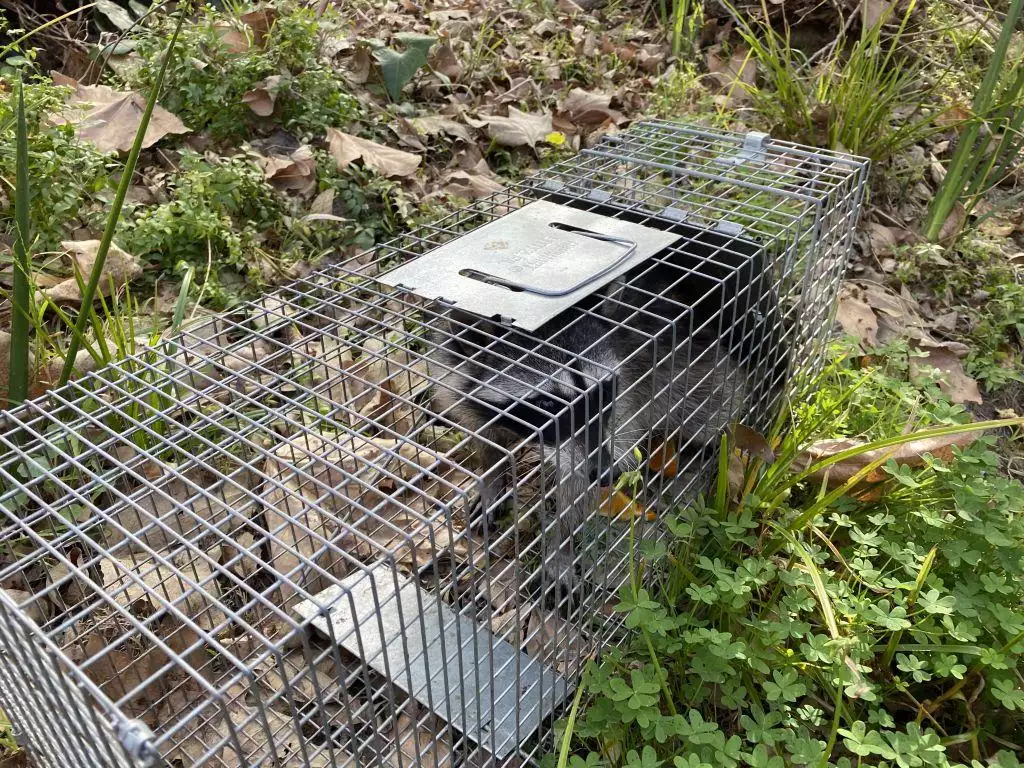 raccoons in chimneys require a special trap for removal