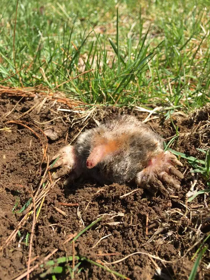 Controlling Voles in Lawns Q & A