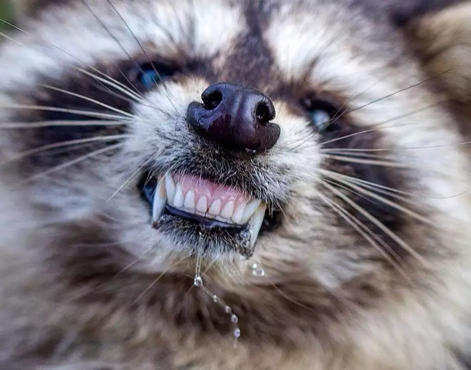 Alert raccoon representing raccoon safety and exposure concerns in Virginia