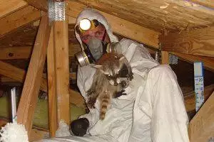 baby raccoons in a nest in the attic