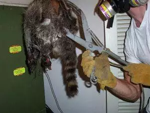 dead raccoon removal