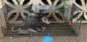 problems caused by opossums. an opossum trapped in a cage trap