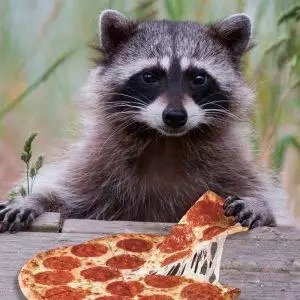 raccoon diet - what do raccoons eat