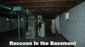 raccoons in basements