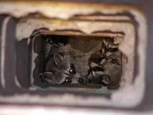 raccoons in chimneys