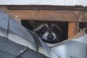 raccoons in houses
