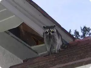 raccoons in roofs & in soffits