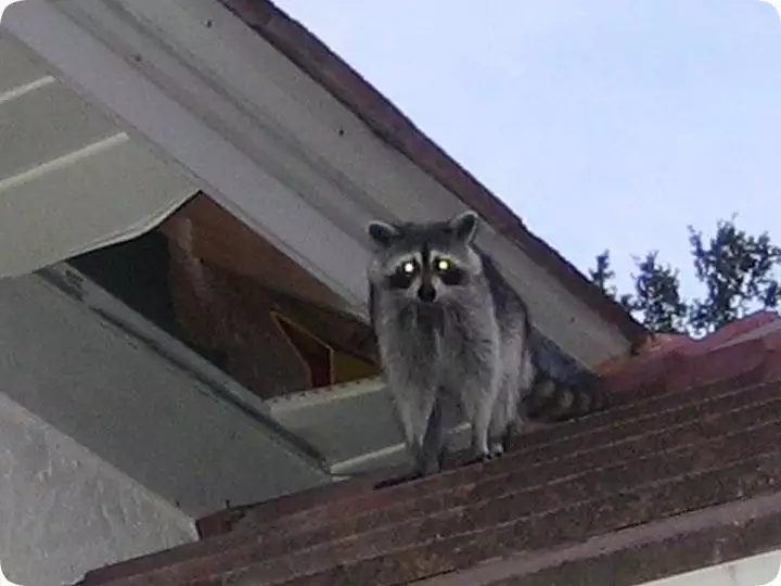 Raccoons at a roof and soffit entry area representing raccoon removal in Virginia