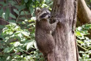 raccoons in trees