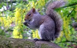 grey squirrel