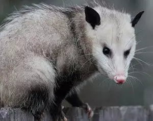 richmond opossum removal