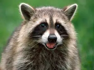 raccoon removal va
