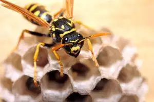richmond bee & wasp control