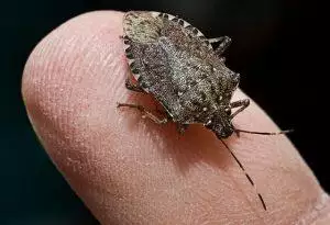 stink bugs