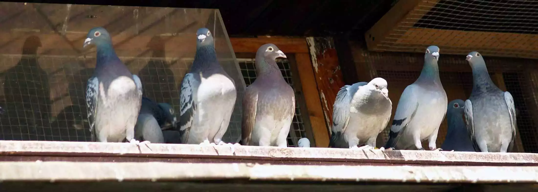 Pigeons near a building representing bird removal and vent control in Virginia