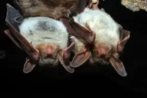 Two bats roosting together