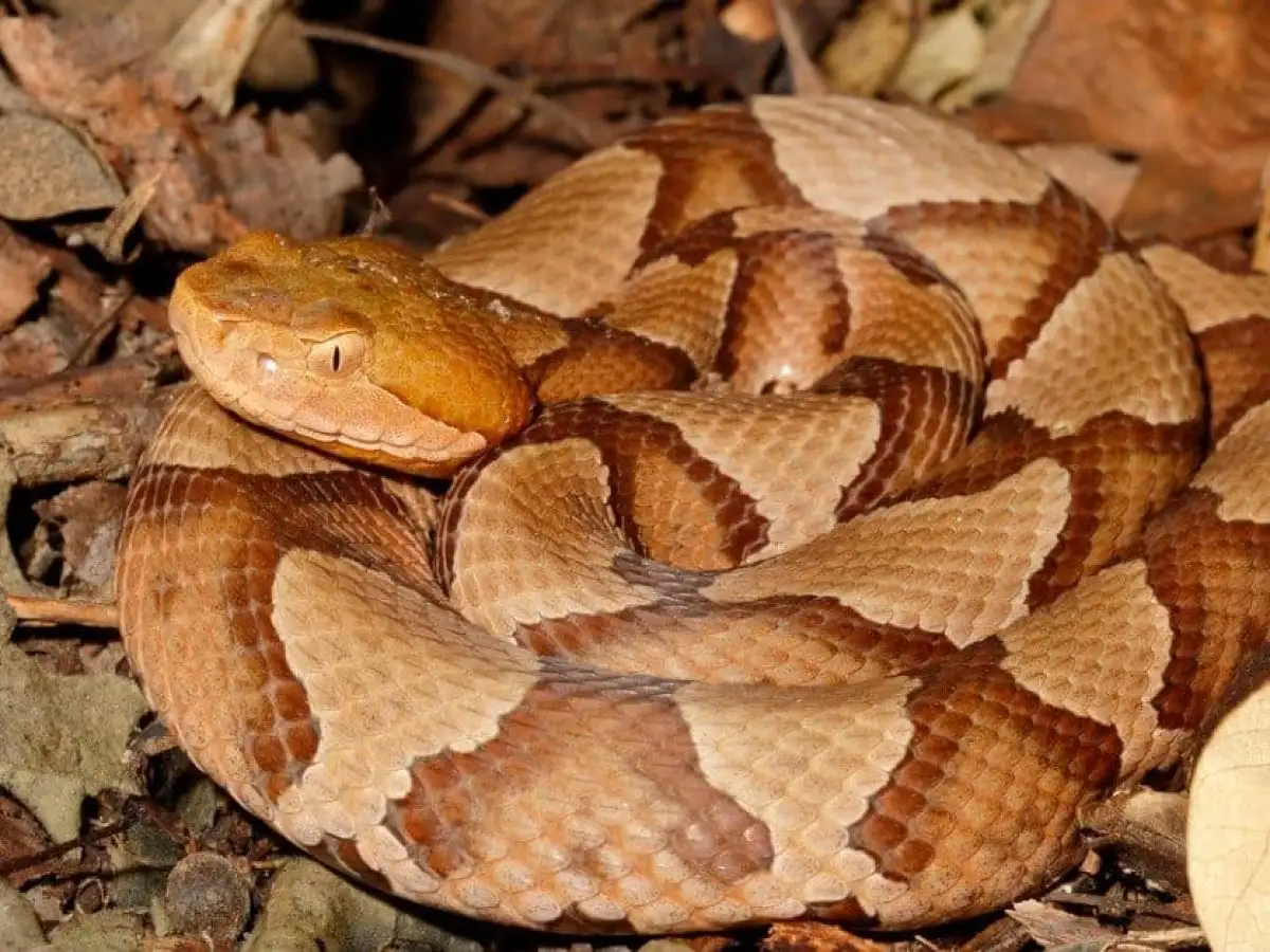 Copperhead snake resting among leaves