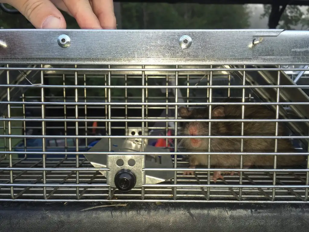 Rat evidence inspected before rat control in Virginia