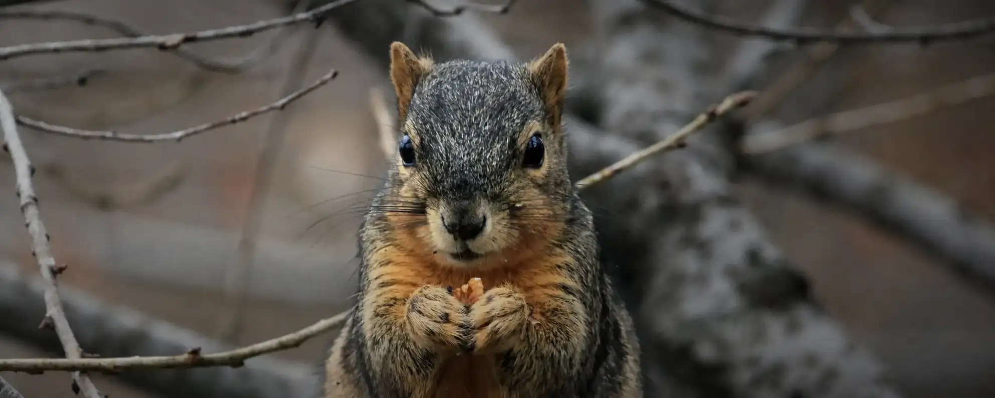 Gray squirrel representing professional squirrel trapping and removal in Virginia