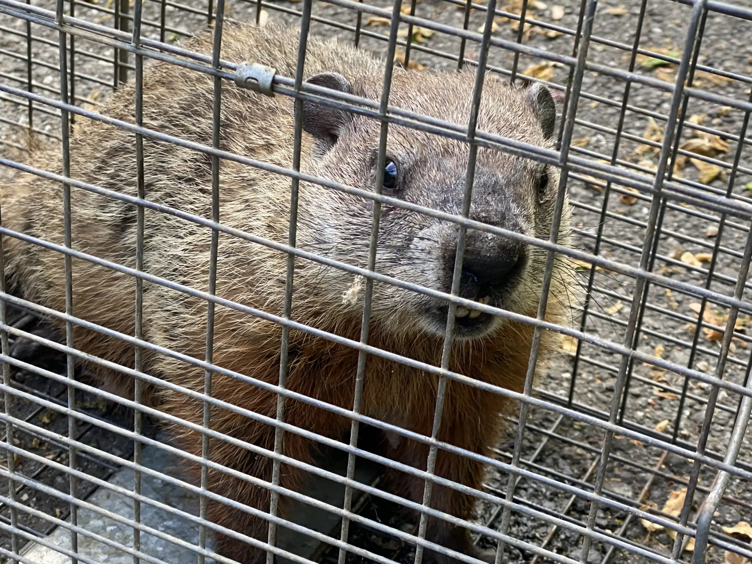 Groundhog secured in a professional cage trap during removal service