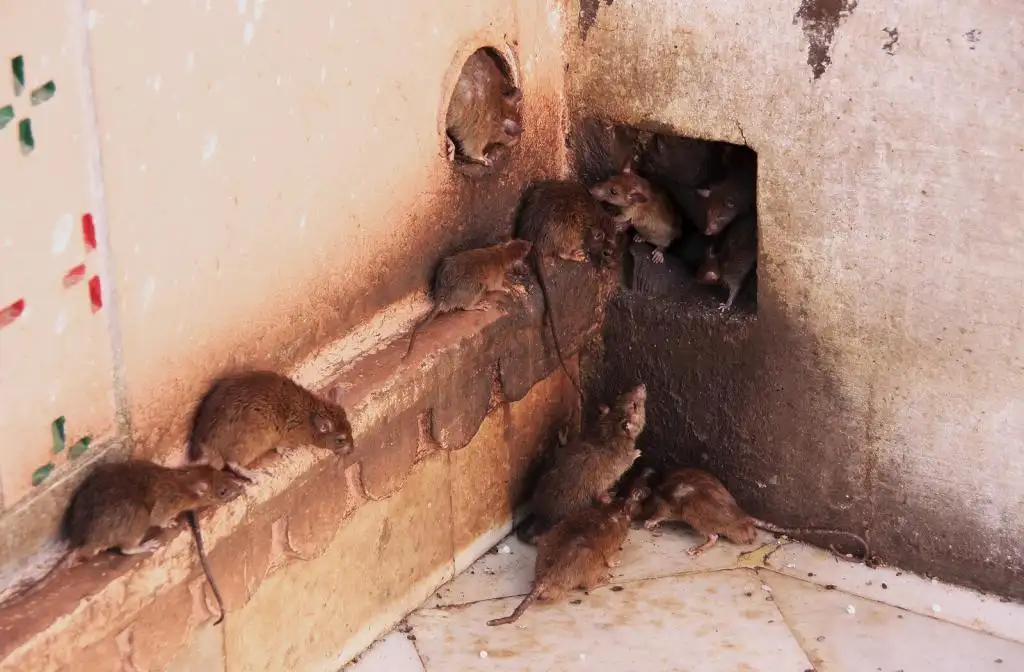 Group of rats representing rat control and exclusion in Virginia