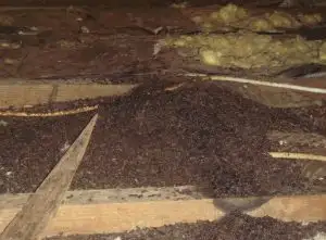 Bat guano in an attic