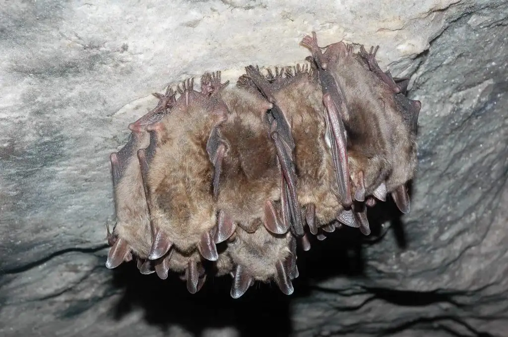 Bats roosting together in a Virginia building