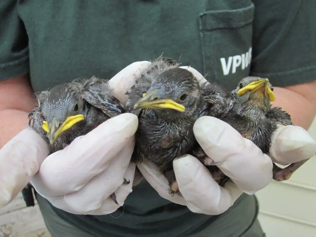 Young birds safely held with protective gloves during a vent-removal service