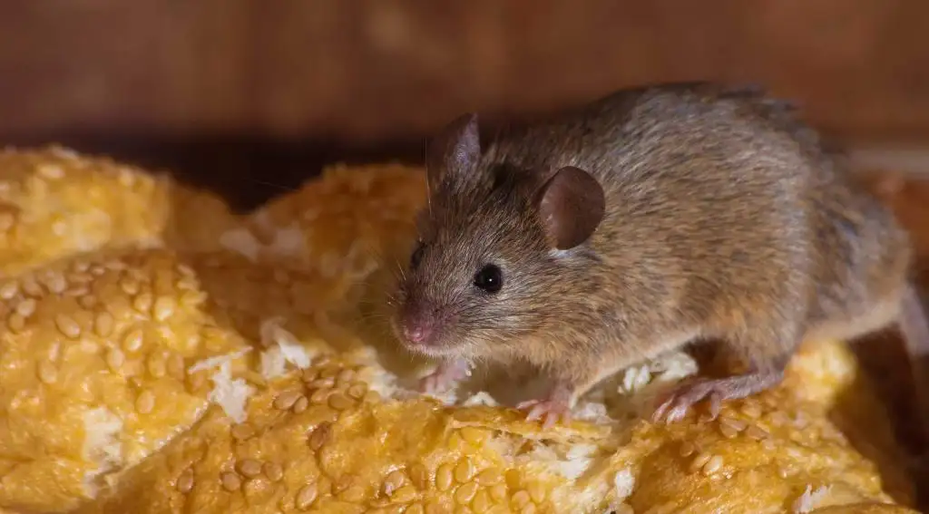 Mouse on bread representing mouse control and exclusion in Virginia