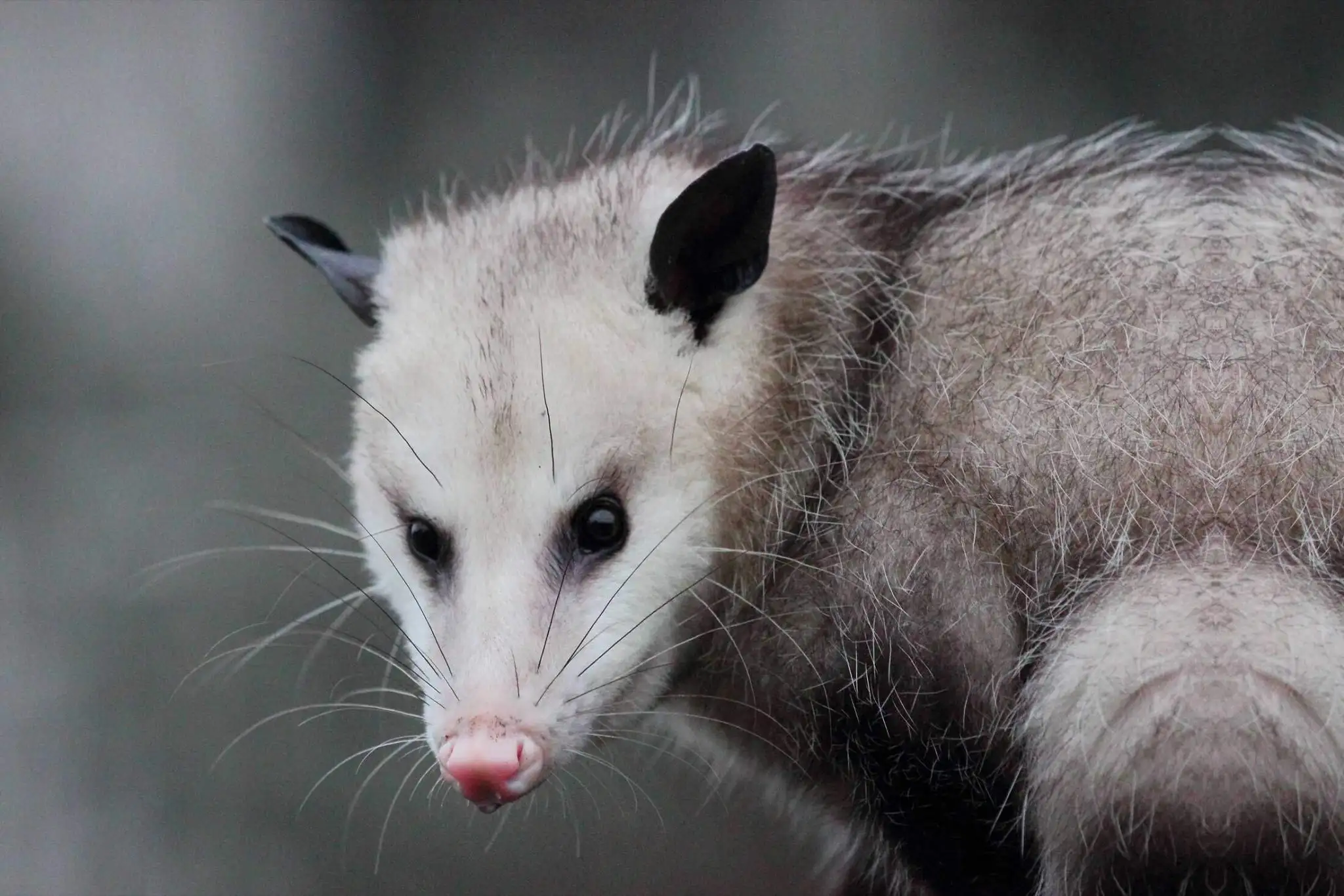 Opossum photographed during a professional wildlife-removal inspection in Virginia